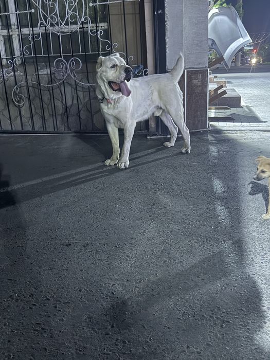 Вяска алабай кошиб берамиз
