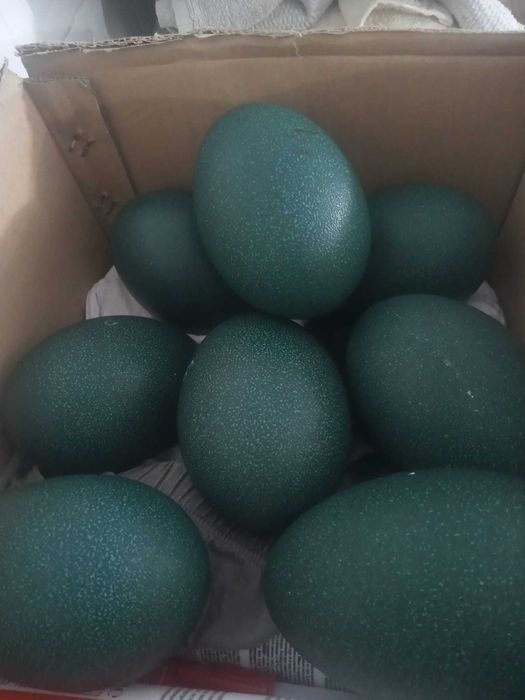 Vând 10 oua de struț Emu