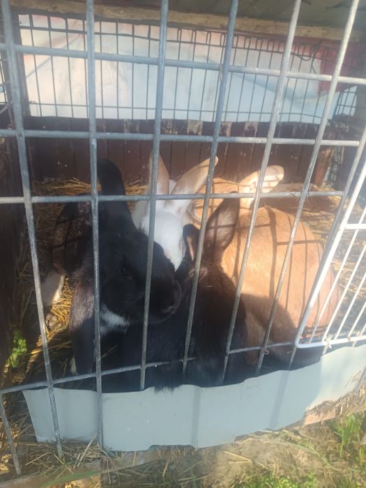 Vând iepuri Detalii in pv