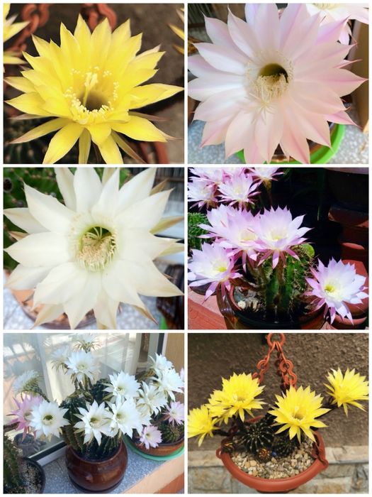 Цъфтящи кактуси Ехинопсис (Echinopsis eyriesii) (различни големини)