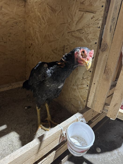 Дакан О Шамо продаю