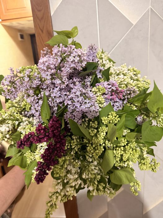 Сирень аррельская