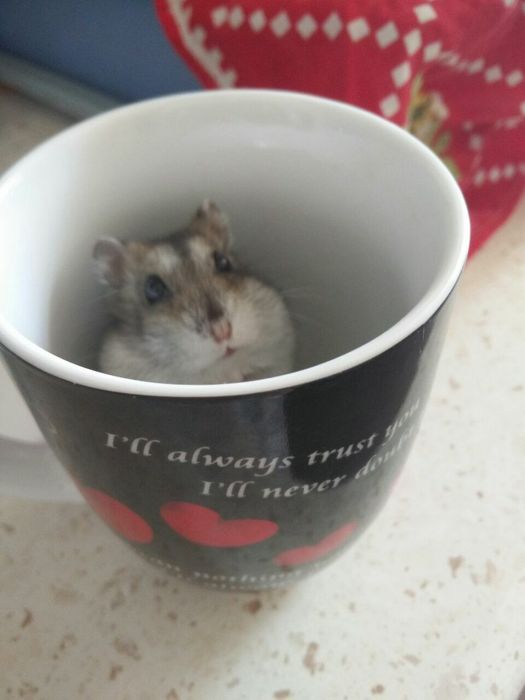 Хомяки домашние,здоровые