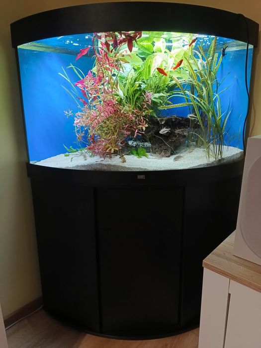 Acvariu juwel trigon