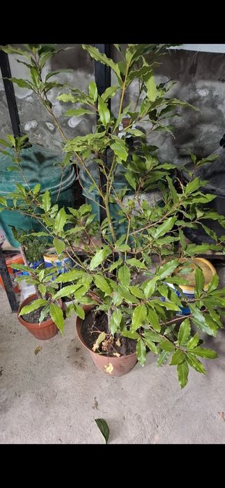 Dafin de vanzare are peste 6 ani.