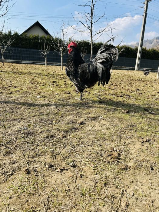 Oua incubat Australorp