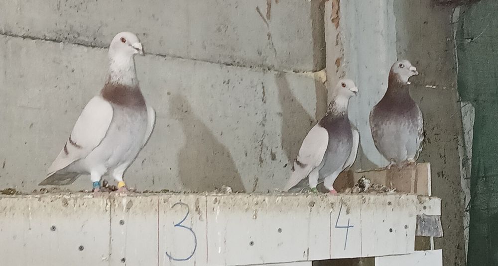 Porumbei Voiajori Bricoux