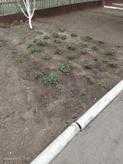 Продаем дачу в обществе Мичуринец
