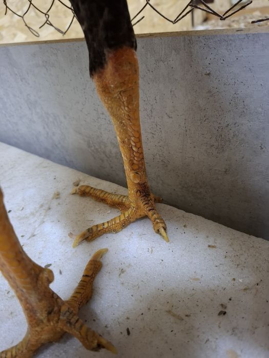 Дакан петух бойцовые