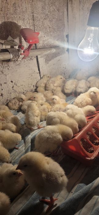 Бройлер 3суток продам