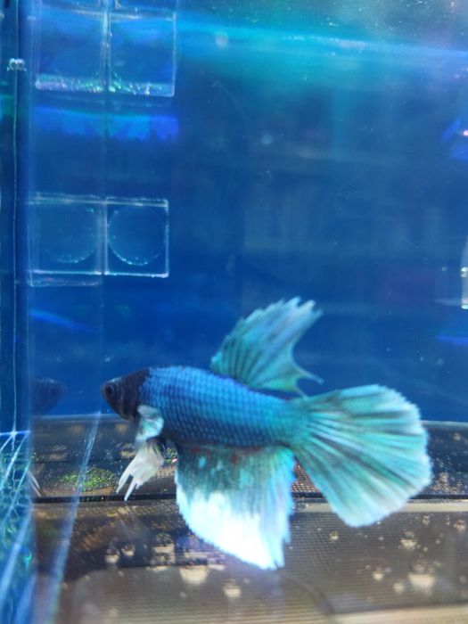 Peteshok baliqlar bor uzunligi 4-5 cm