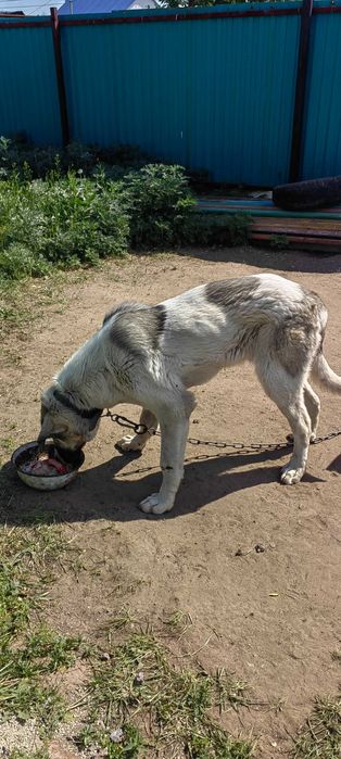 Күшік сатылады 5 айлық.