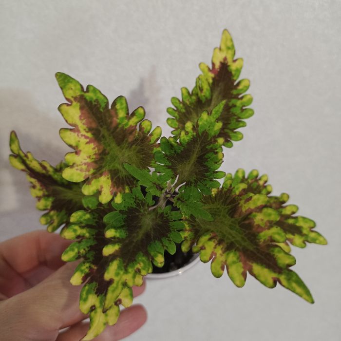 Комнатные растения