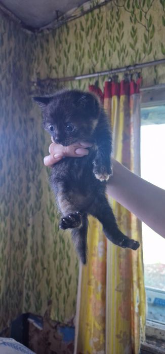 Котята красивые Бесплатно!