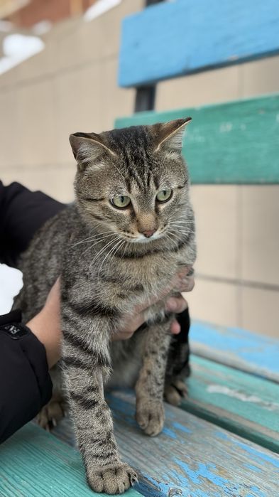 Кот в поисках дома