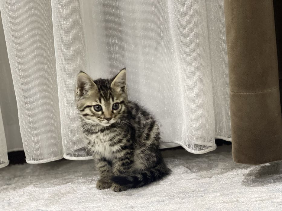 Bengal mushuk bolasi