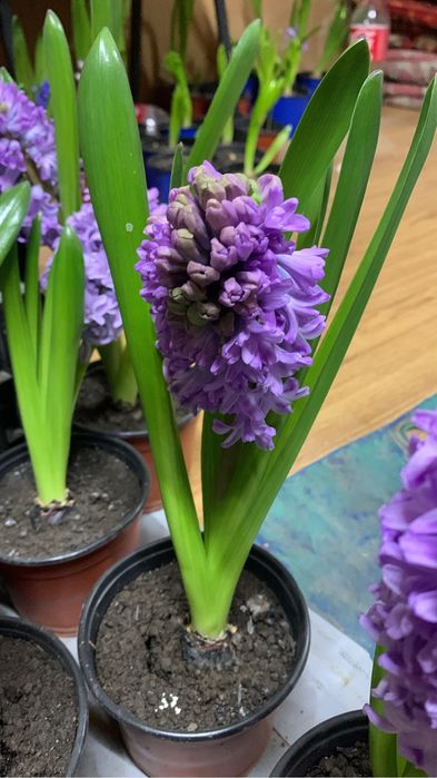 Геацинт  весенний цветок