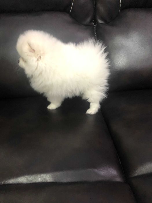 Pomeranian pui- Canisa
