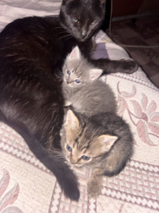 отдам котят мальчика и девочку