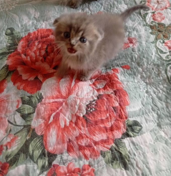 Skotish fold wirin muwukcha 3 oylik o’g’il bola