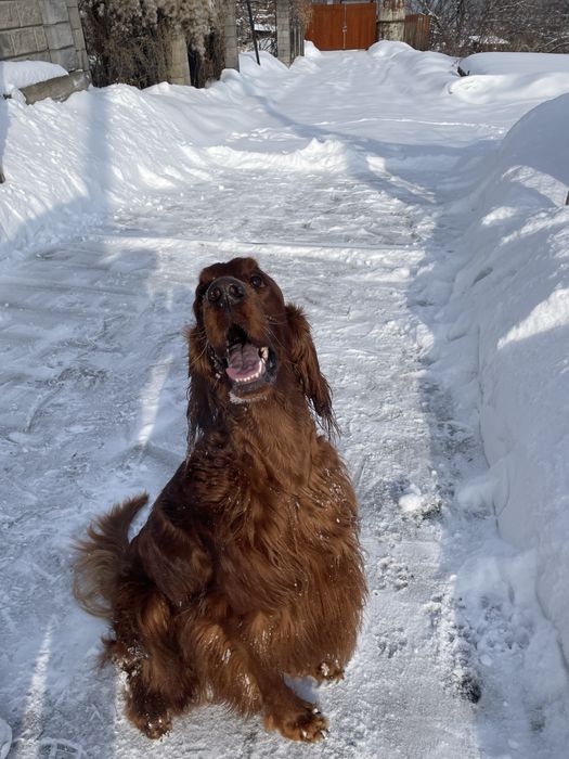 Ирландский сеттер для вязки