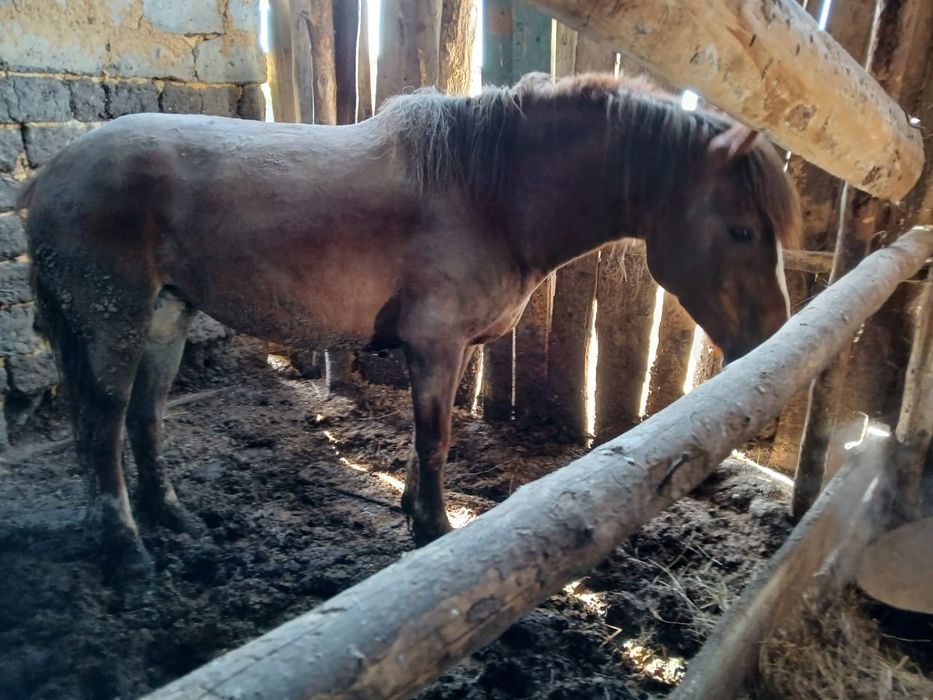 Продам овец . Кобылу