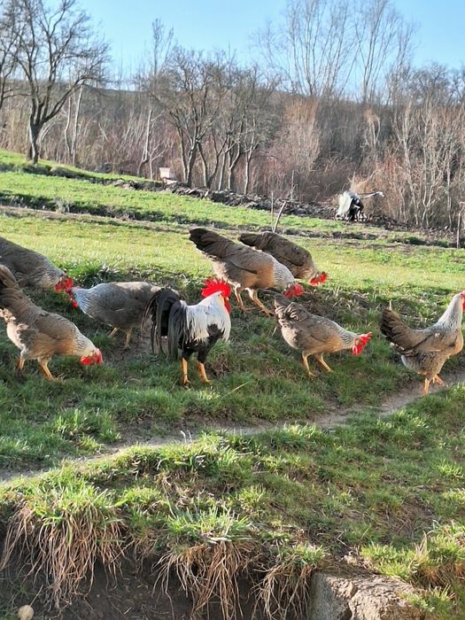 Vind ouă italiană argintie