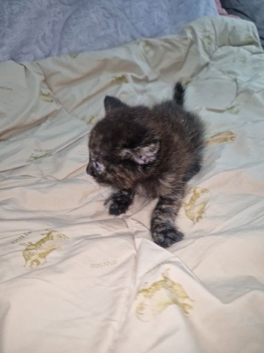 Отдадим котёнка в добрые руки