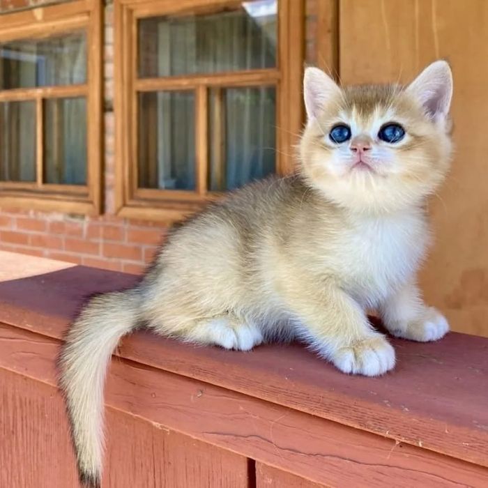 коТики и КошеЧки БриТансКие.