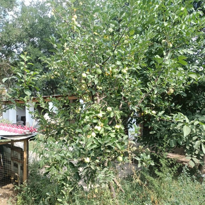 Яблоня карликовая