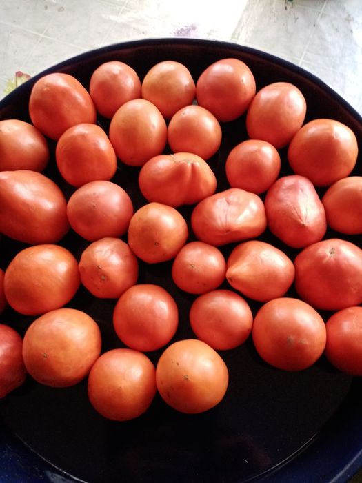 Продам тую, вишню,резанные яблочки,