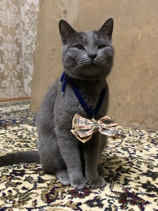 Scottish straight СРОЧНО!!