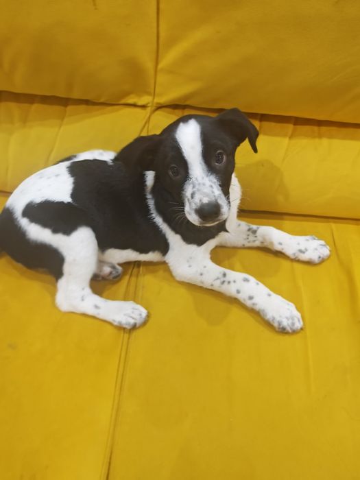 Подарява Кученца на 3 месеца