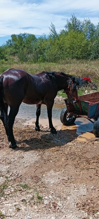 Vând harmasar de 4 anii este cuminte și garantat de tras