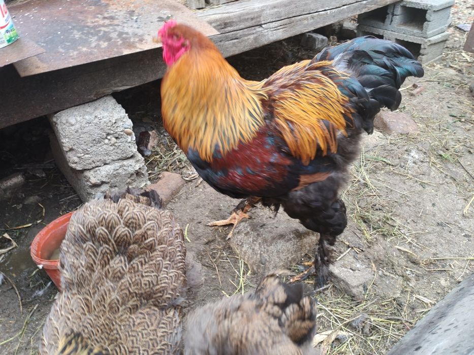 Găini Brahma negru și potirnichiu