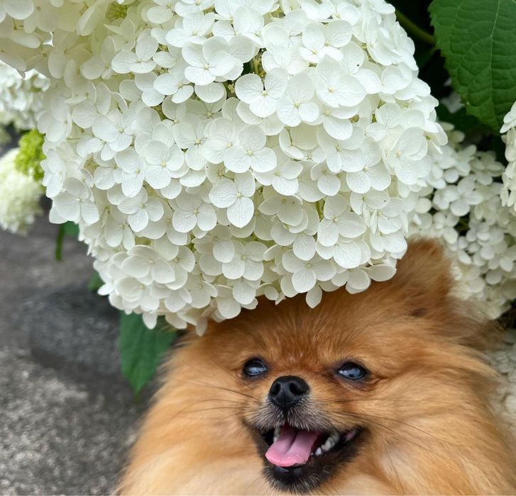 гортензия крупнолистная