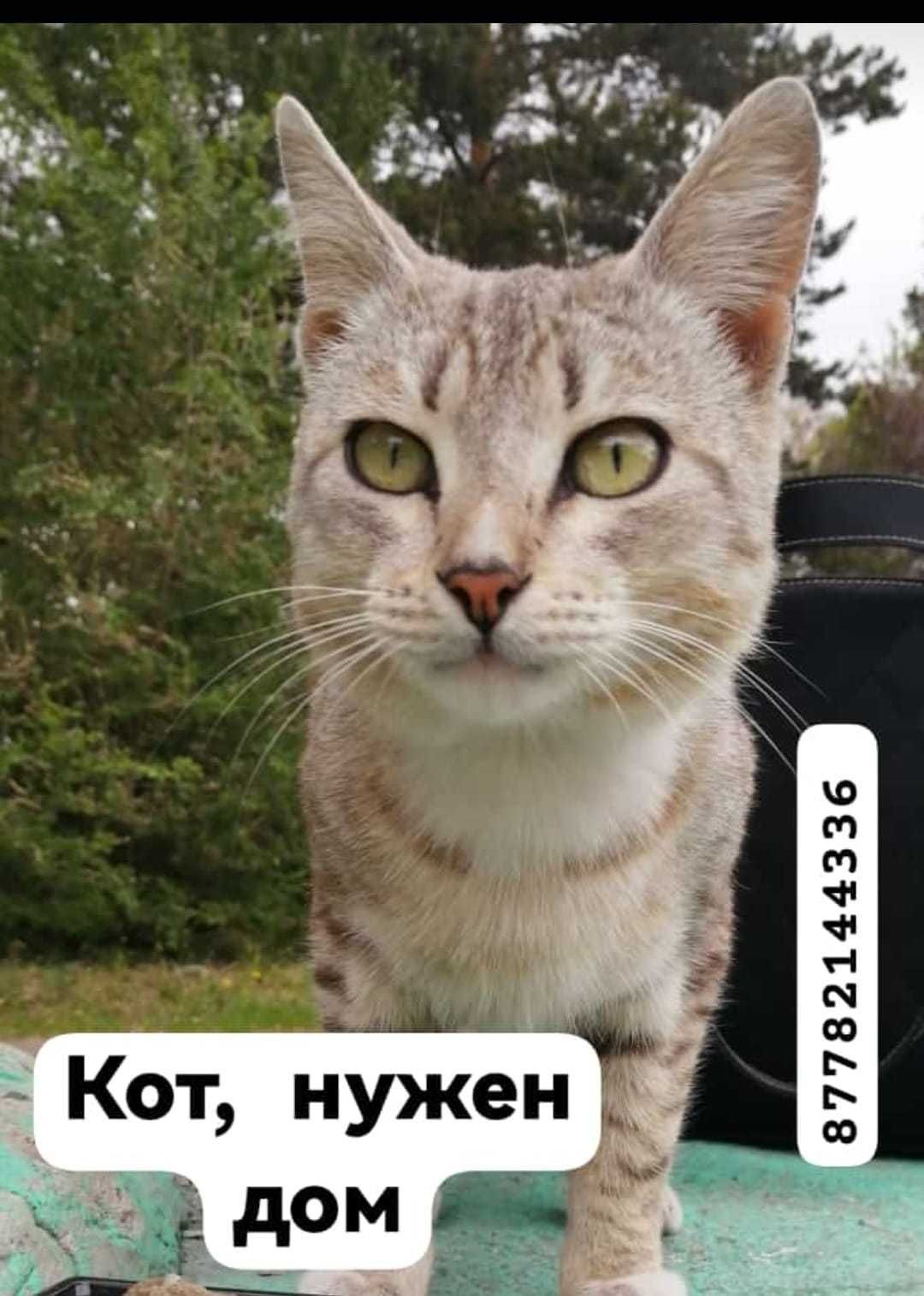 Коту очень нужен дом! - Бюро находок Рудный на Olx