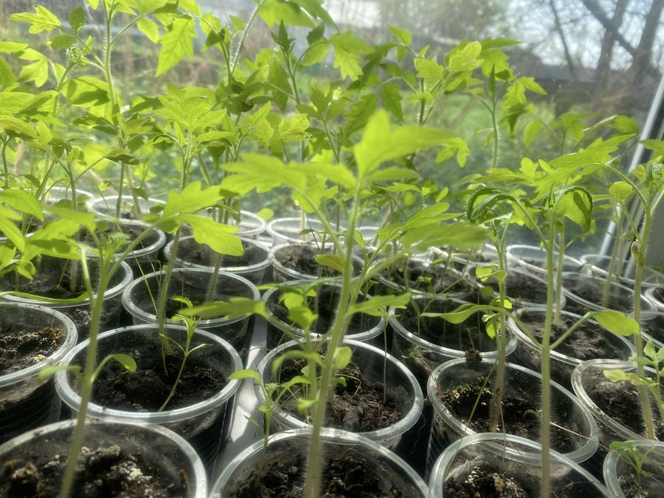 Рассада помидора сорт бычий сердце