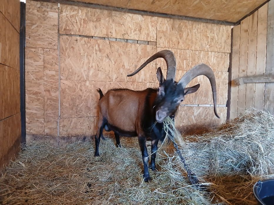 Vând un țap de prăsilă