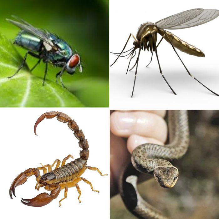 Дезинфексия дезинфекции Dezinfeksiya xizmati dezinseksiya dizinfeksiya