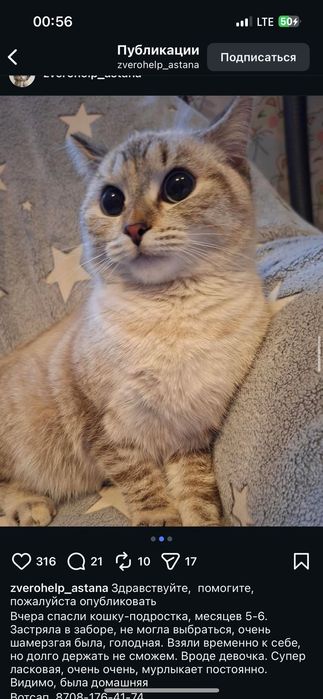 Кошечка подросток в хорошие руки