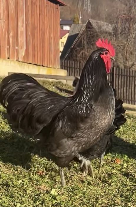 Ouă (găini din rasa Australorp)