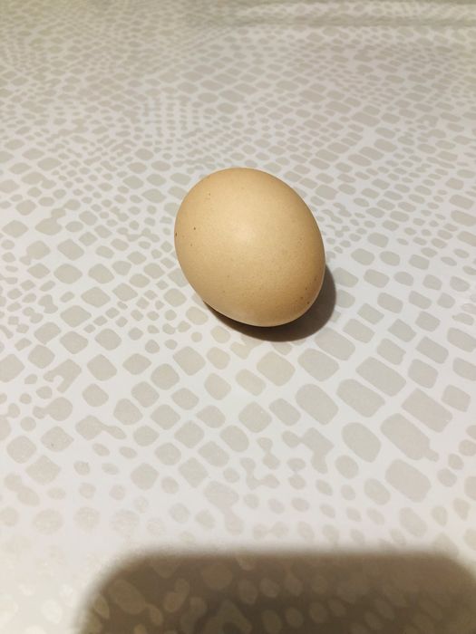 Куриный яйцо