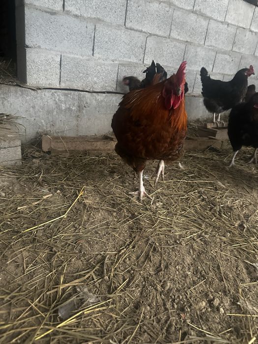 Петушки красивые, кучинские