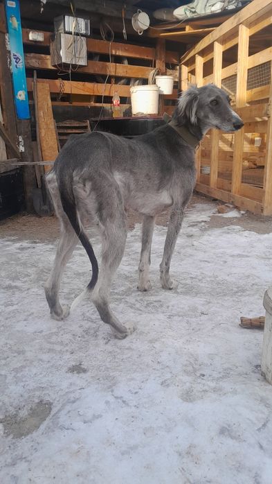 Продам тазы пародистый