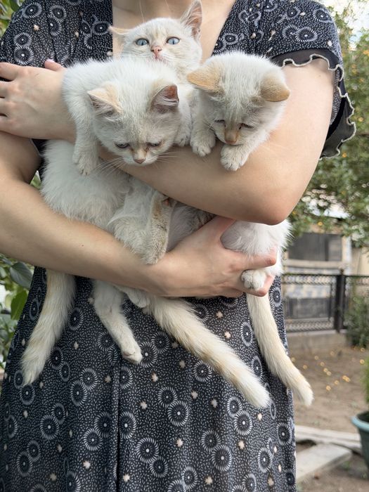 Отдам котят в хопошие руки