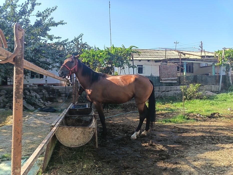 От она бола Дагестан зот