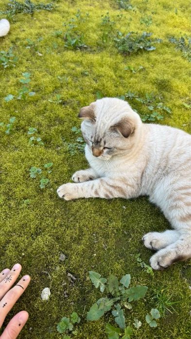 Scottish fold, quloqchasi qaytgan, juda mehribon