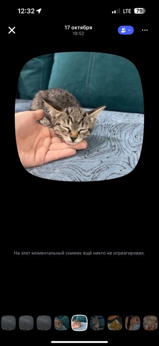 Кошка бесплатно примерно 2ух месечный