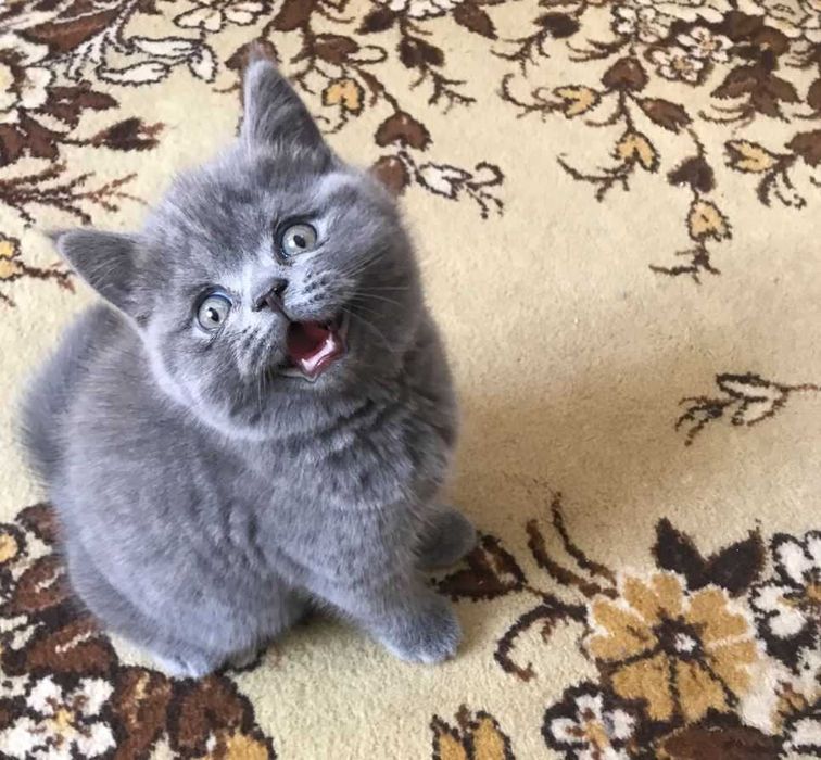 Британская кошка